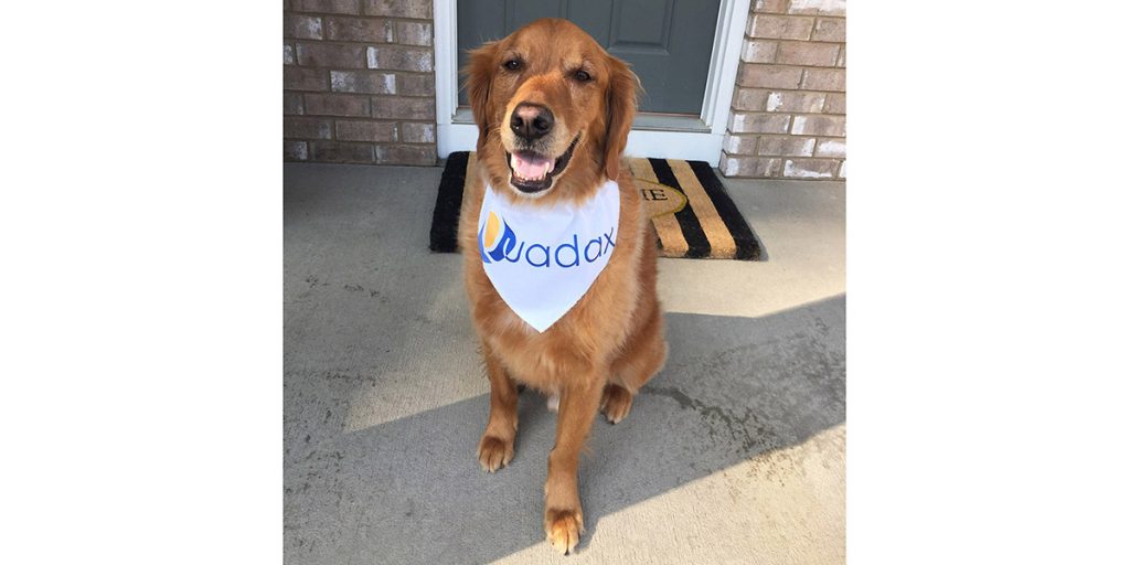 Golden Retriever with Quadax Bandana